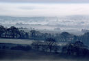 Misty Morning Martin