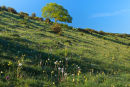 Wildflowers Middleton Down