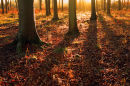 Winter Sunlight