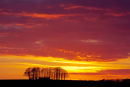 Beech Copse Sunset
