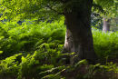 Beech Tree and Bracken