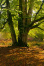 Beech Trunk in sunlight