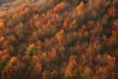 Beech Woods, Melbury Down