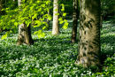 Beech leaves and Alliums