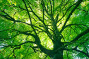 Beechtree Canopy