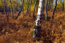 Birch Trees and Bracken