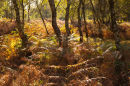 Birch and Bracken