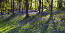 Bluebell Wood