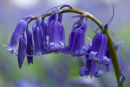 Bluebell