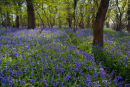 Bluebell woods in morning light