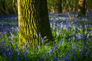Bluebells and Oak Tree