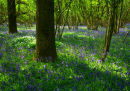 Bluebells and Sunlight