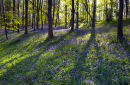 Bluebells and sunlight