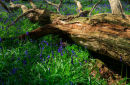 Bluebells around a Fallen Tree