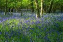 Bluebells in Spring 