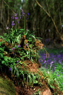 Bluebells on Fallen Tree