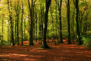 Bramshaw Woods in Autumn