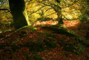 Bramshaw Woods in Autumn