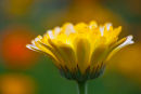 Calendula