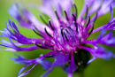 Centauria