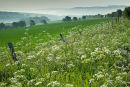 Early Summer Morning