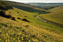 Cowslips Cow Down