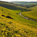 Cowslips on Cow Down