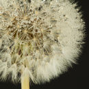 Dandelion with Rain