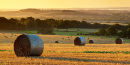 Dawn after the Harvest