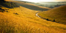 Evening Sun and Summer Grasses