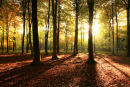 Evening Sunlight