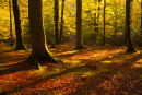 Evening sunlight Bramshaw Woods
