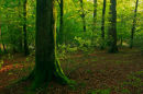 Fading sunlight New Forest