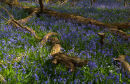 Fallen tree amongst bluebells
