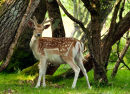 Fallow Deer Buck