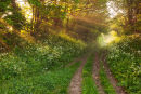 Rays of Sunlight