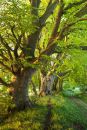 New leaves Faulstone Drove