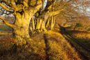 Faulston Drove Sunlight