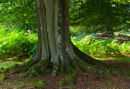 Fluted Beech Trunk Brately Wood