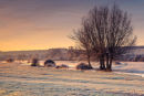 Frosty Dawn Odstock