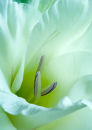 Gladioli Flower