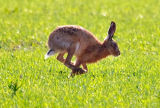 Fisherton Mill Fauna and Flora Exhibition