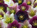 Hellebores