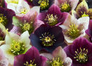 Hellebores