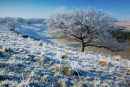 Hoar Frost Middleton Down