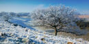 Hoar Frost on Middleton Down