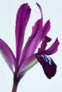 Iris Reticulata