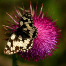 Marbled White on Thistle