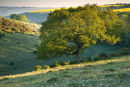 Middleton Down in May