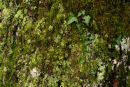 Oak Trunk